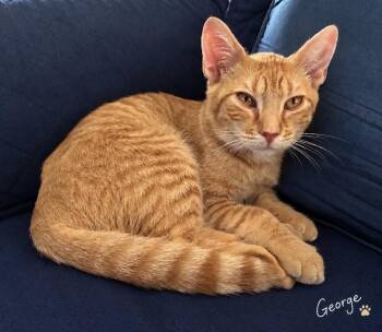 George -  Domestic Short Hair Cat for Adoption in Pawleys Island, South Carolina - George | PetCurious