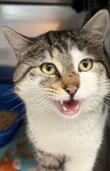 Enzo -  Domestic Short Hair Cat for Adoption in Ontario, Oregon - Enzo | PetCurious