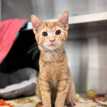 Dip -  Domestic Short Hair Cat for Adoption in Nashville, Indiana - Dip | PetCurious