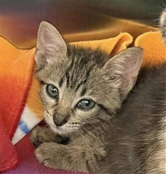 A660876 -  Domestic Short Hair Cat for Adoption in Houston, Texas - A660876 | PetCurious