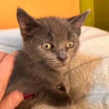 Domestic Short Hair and Russian Blue Cats Available for Adoption - Crane | PetCurious