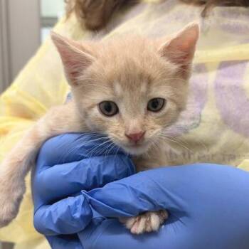 Domestic Short Hair Cats Available for Adoption in Marshall, Virginia - Sampson | PetCurious