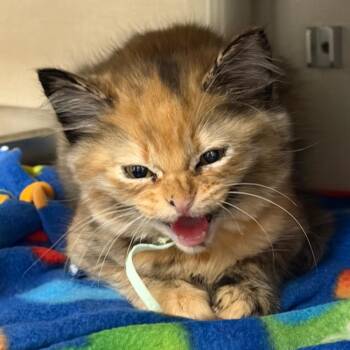 Chupacabra -  Domestic Medium Hair Cat for Adoption in Mentor, Ohio - Chupacabra | PetCurious