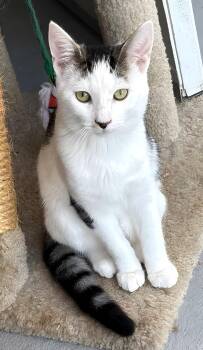 Scooter -  Domestic Short Hair Cat for Adoption in Manhattan Beach, California - Scooter | PetCurious