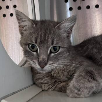 Ape -  Domestic Short Hair Cat Available for Adoption in Washburn, Missouri - Ape | PetCurious