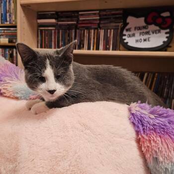 Domestic Short Hair Cats Available for Adoption in Fairway, Kansas - Tina | PetCurious