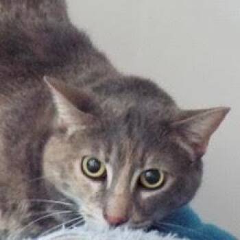 Rescue Dilute Tortoiseshell Cats for Adoption in Green Valley, Arizona - Pixie | PetCurious