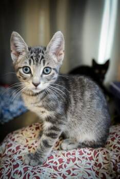 Domestic Short Hair Cats Available for Adoption in Elmwood, Louisiana - Chandler | PetCurious