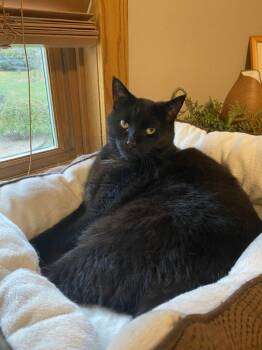 Rescue Domestic Short Hair Cats for Adoption - Webster | PetCurious