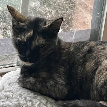 Ruby -  Domestic Short Hair Cat for Adoption in Liverpool, Texas - Ruby | PetCurious