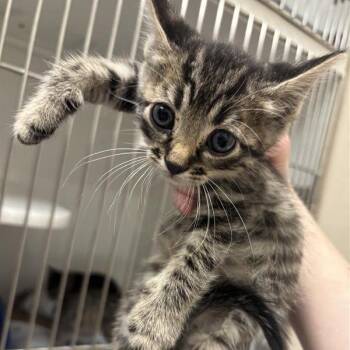 Rosalie -  Domestic Short Hair Cat for Adoption in Tempe, Arizona - Rosalie | PetCurious
