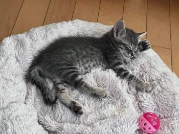Winnie 5225 -  Domestic Short Hair Cat for Adoption in Bonsall, California - Winnie 5225 | PetCurious