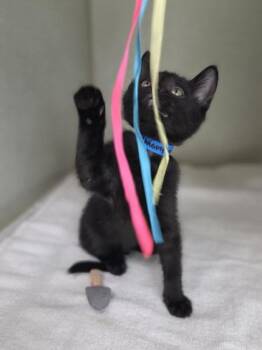 Domestic Short Hair Cats Available for Adoption in Westland, Michigan - Nighty Night | PetCurious