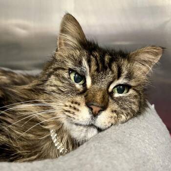 Mica -  Domestic Long Hair Cat for Adoption in Morgan Hill, California - Mica | PetCurious
