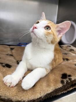 Rescue Domestic Short Hair Cats for Adoption in Stockton, California - Bailey | PetCurious