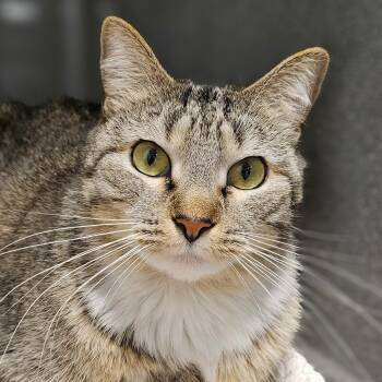 Domestic Short Hair Cats Available for Adoption - Juniper | PetCurious