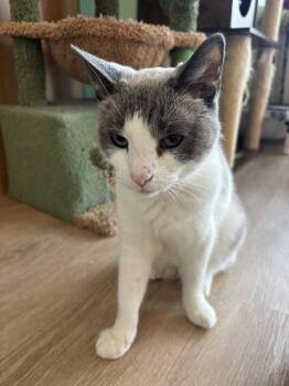 BENJI -  Domestic Short Hair Cat for Adoption in New Woodstock, New York - BENJI | PetCurious