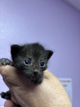 61256917 -  Domestic Short Hair Cat for Adoption in El Paso, Texas - 61256917 | PetCurious