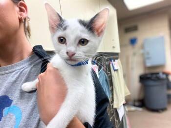 LEO -  Domestic Short Hair Cat for Adoption in Fort Wayne, Indiana - LEO | PetCurious