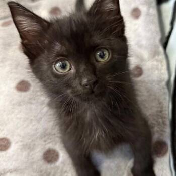 Carbon -  Domestic Short Hair Cat for Adoption - Carbon | PetCurious