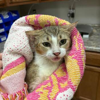 Sawyer - 081913U -  Domestic Short Hair Cat for Adoption in Tupelo, Mississippi - Sawyer - 081913U | PetCurious