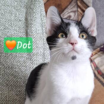Dot -  Domestic Short Hair and Tuxedo Cat for Adoption in Yorba Linda, California - Dot | PetCurious