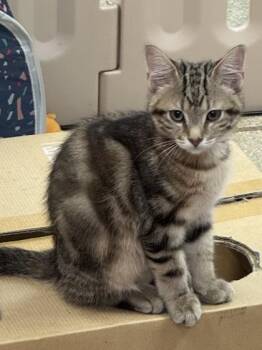Angus $50 -  Domestic Short Hair Cat for Adoption in Seneca, South Carolina - Angus $50 | PetCurious