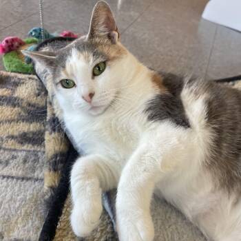Rescue Dilute Tortoiseshell Cats for Adoption in Madison Heights, Michigan - Cinderella | PetCurious