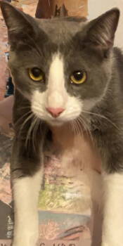 Rescue Domestic Short Hair Cats for Adoption in Visalia, California - Socks | PetCurious