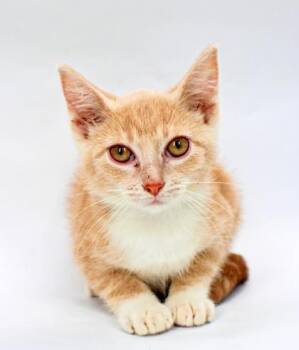 Creamsicle -  Domestic Short Hair Cat for Adoption in Morton Grove, Illinois - Creamsicle | PetCurious