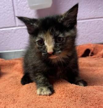 61487852 -  Domestic Short Hair Cat for Adoption in El Paso, Texas - 61487852 | PetCurious