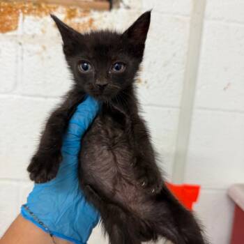 Sardine -  Domestic Short Hair Cat for Adoption in Edinburg, Texas - Sardine | PetCurious