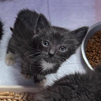 The Pickler -  Domestic Short Hair Cat for Adoption in Keizer, Oregon - The Pickler | PetCurious
