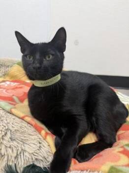 Domestic Short Hair Cats Available for Adoption in West Chester, Pennsylvania - Victor | PetCurious