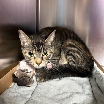 Ginny -  Domestic Short Hair Cat for Adoption in Newark, New Jersey - Ginny | PetCurious