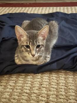 Lola 0469 -  Domestic Short Hair Cat for Adoption in Dallas, Texas - Lola 0469 | PetCurious