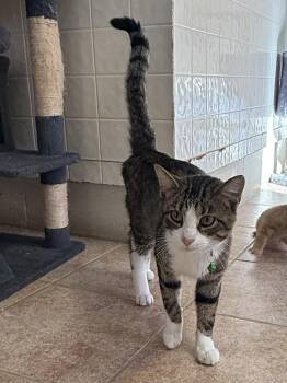 Cedar -  Domestic Short Hair Cat for Adoption in Osgood, Indiana - Cedar | PetCurious