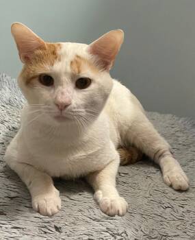 Rescue American Shorthair Cats for Adoption in Charlotte, North Carolina - Noah | PetCurious