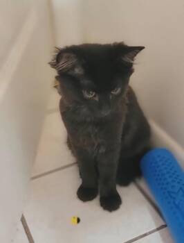 Sugar -  Domestic Long Hair Cat for Adoption in North Babylon, New York - Sugar | PetCurious