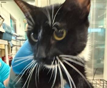 Domestic Short Hair Cats Available for Adoption in Oklahoma City, Oklahoma - A473435 | PetCurious