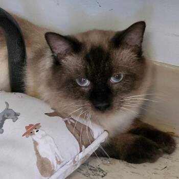 Hamburger Helper -  Siamese Cat for Adoption in Muncie, Indiana - Hamburger Helper | PetCurious