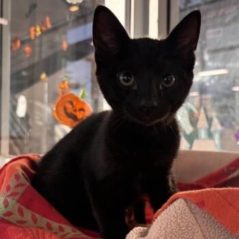 Party -  Domestic Short Hair Cat for Adoption in Phoenix, Arizona - Party | PetCurious