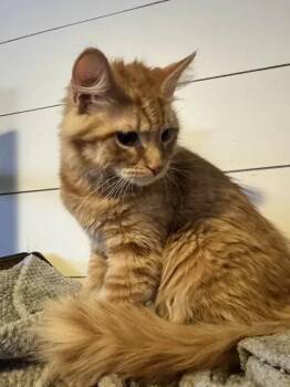 Domestic Medium Hair Cats Available for Adoption - Starburst | PetCurious