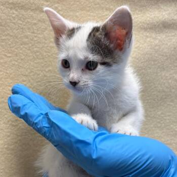 Milka -  Domestic Short Hair Cat for Adoption in San Antonio, Texas - Milka | PetCurious