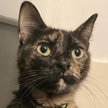 Sheba -  Tortoiseshell Cat for Adoption in Crockett, California - Sheba | PetCurious