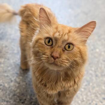 Wylie -  Domestic Long Hair Cat for Adoption in Prairie Du Chien, Wisconsin - Wylie | PetCurious