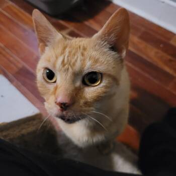 Tabby Cats Available for Adoption in Maple Shade, New Jersey - Yip | PetCurious