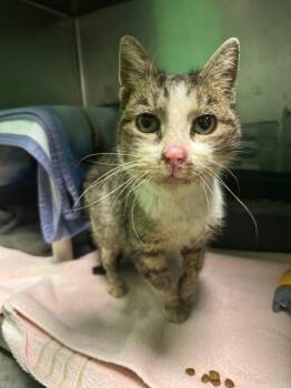 Domestic Short Hair Cats Available for Adoption in Olean, New York - Dexie | PetCurious