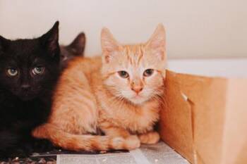 92489a Fall-PetSmart West Ashley -  Domestic Short Hair Cat for Adoption in North Charleston, South Carolina - 92489a Fall-PetSmart West Ashley | PetCurious