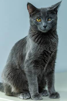 Chuckie -  Domestic Short Hair Cat for Adoption in Chester Springs, Pennsylvania - Chuckie | PetCurious